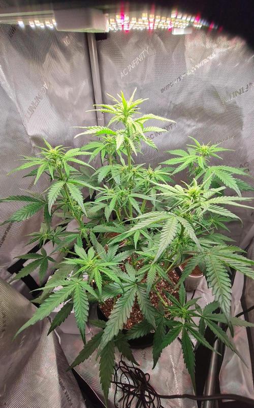 Zing Me 😊. Week 6