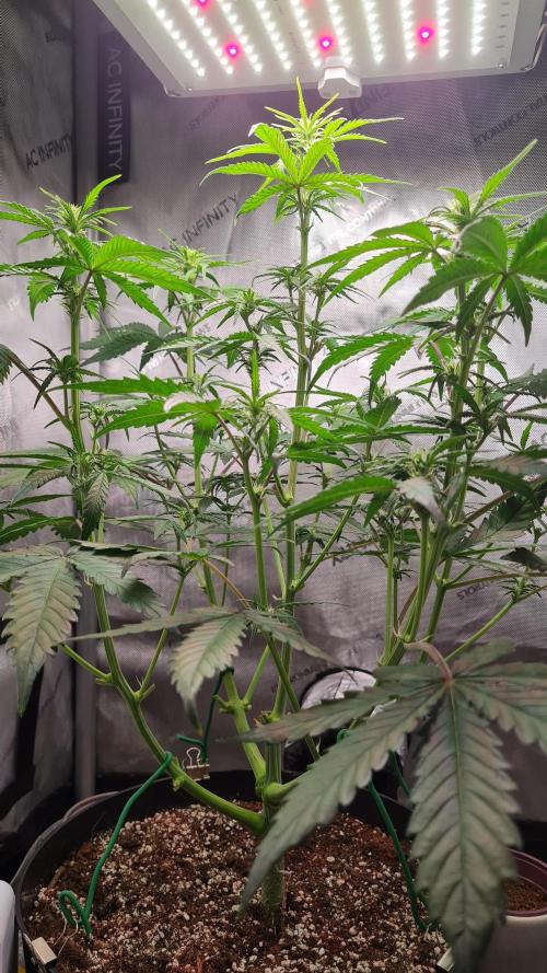 Zing Me 😊. Week 6