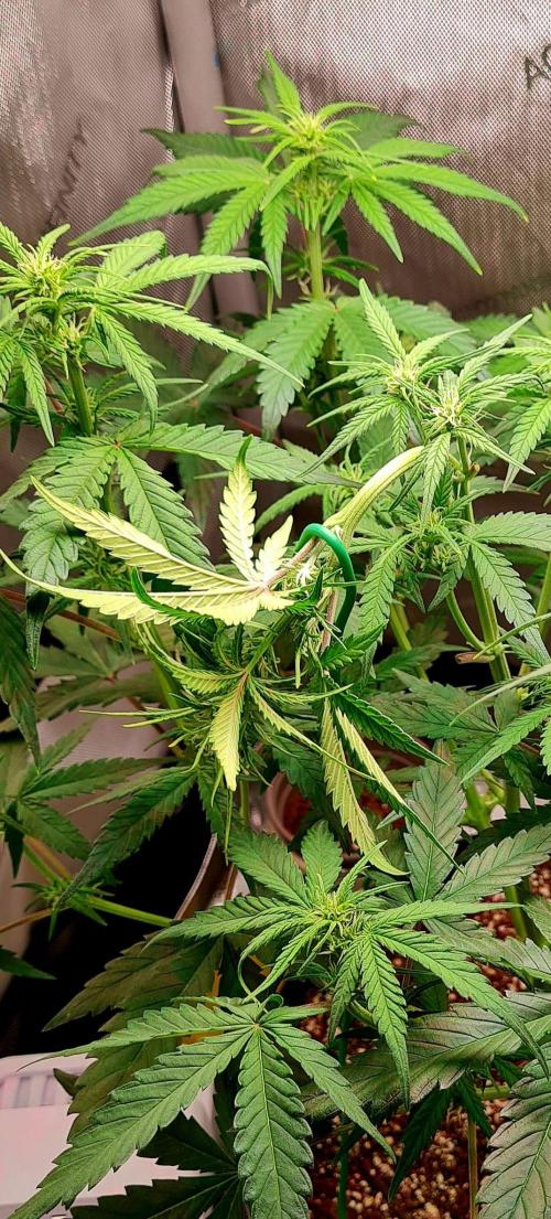 Zing Me 😊. Week 6