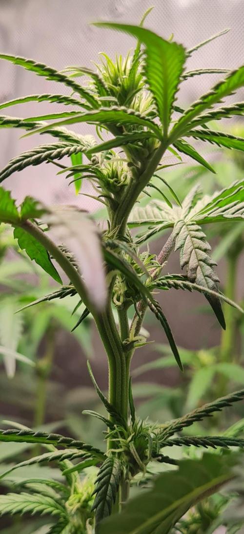 Zing Me 😊. Week 6