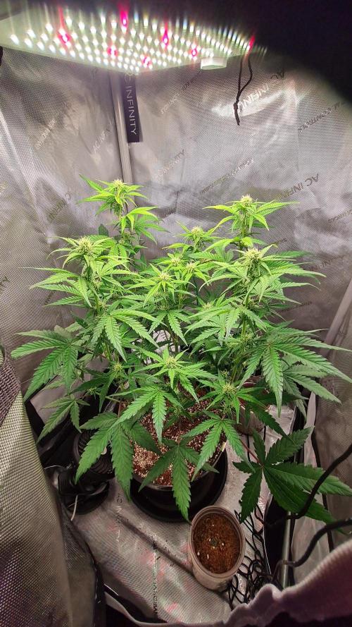 Zing Me 😊. Week 7