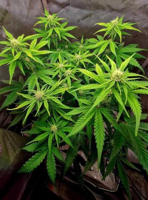 Zing Me 😊. Week 7