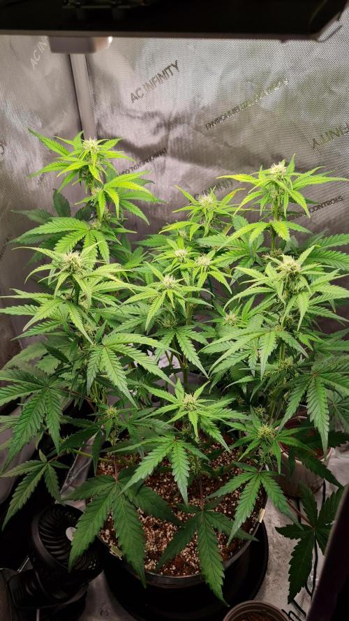 Zing Me 😊. Week 7