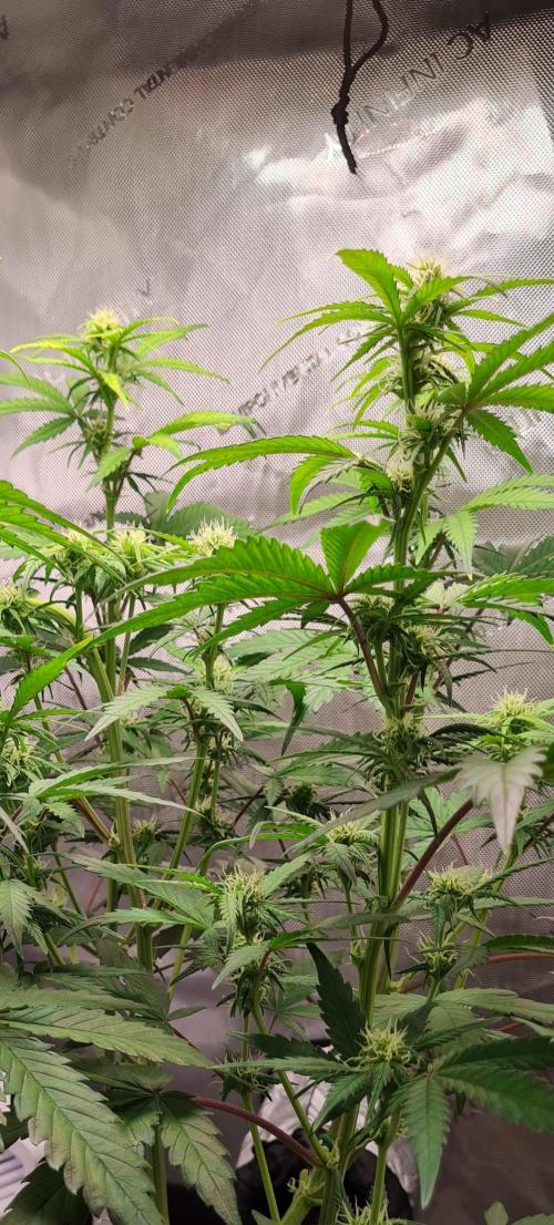 Zing Me 😊. Week 7