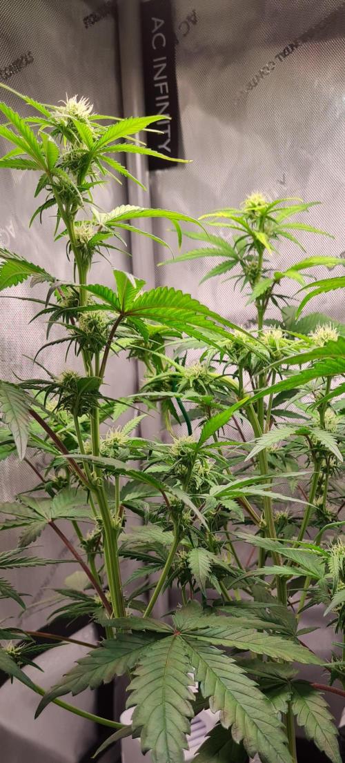 Zing Me 😊. Week 7