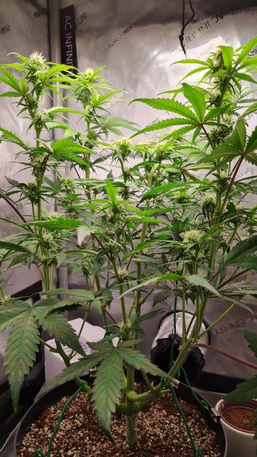 Zing Me 😊. Week 7