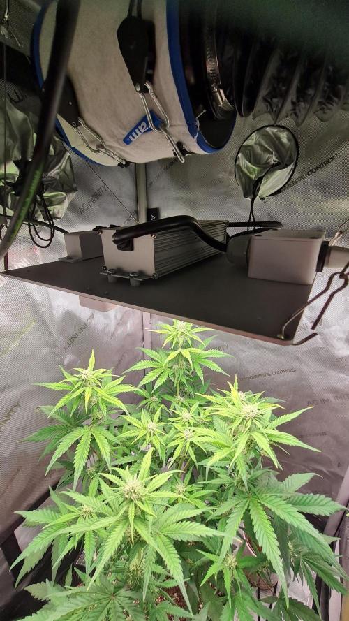 Zing Me 😊. Week 7