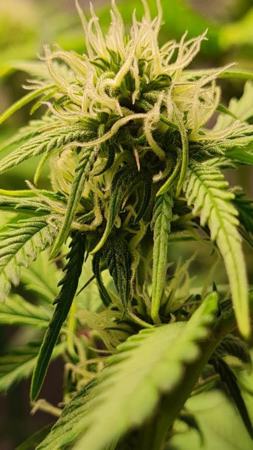 Zing Me 😊. Week 7