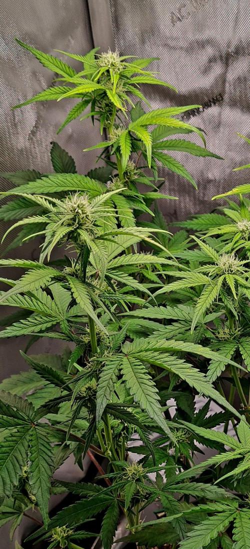 Zing Me 😊. Week 7