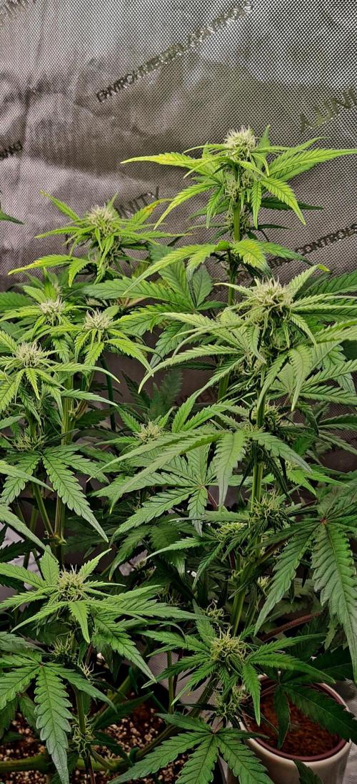 Zing Me 😊. Week 7