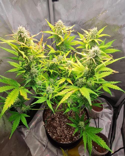 Zing Me 😊. Week 9