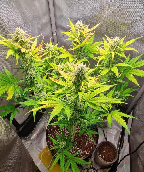 Zing Me 😊. Week 9