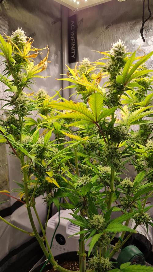 Zing Me 😊. Week 9