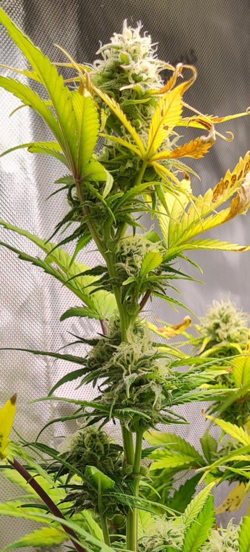 Zing Me 😊. Week 9