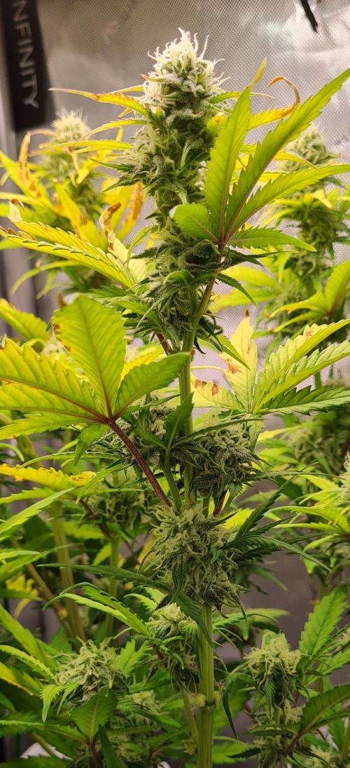 Zing Me 😊. Week 9