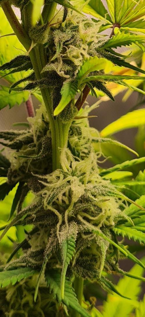 Zing Me 😊. Week 9