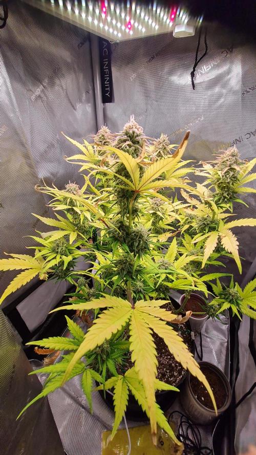 Zing Me 😊. Week 10