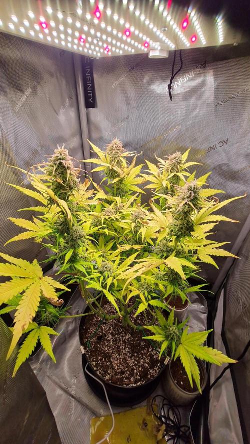 Zing Me 😊. Week 10