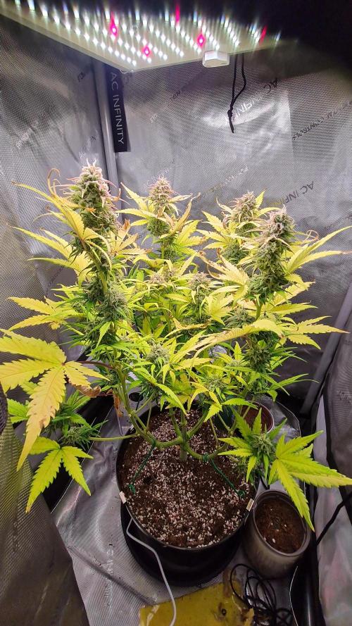 Zing Me 😊. Week 10