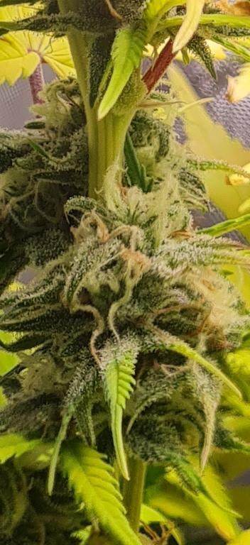 Zing Me 😊. Week 10