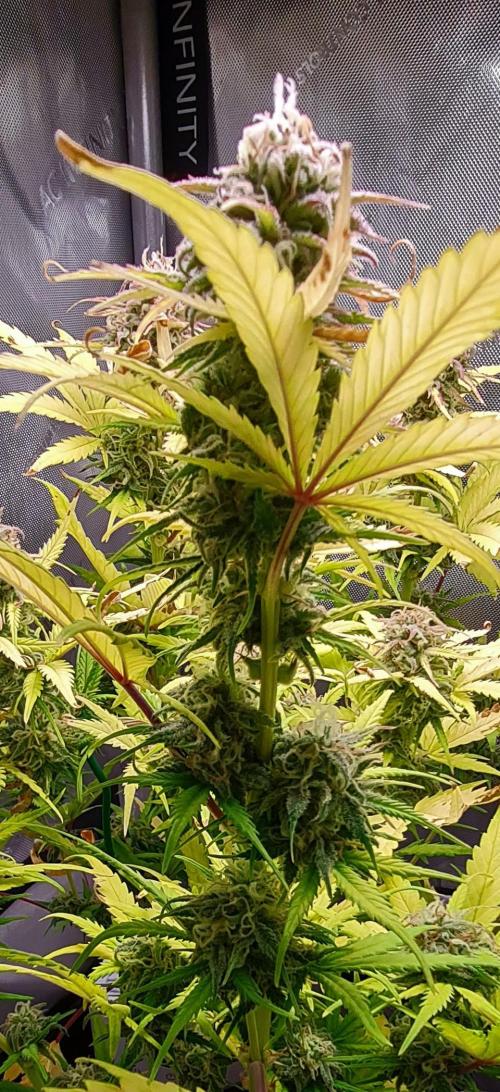 Zing Me 😊. Week 10