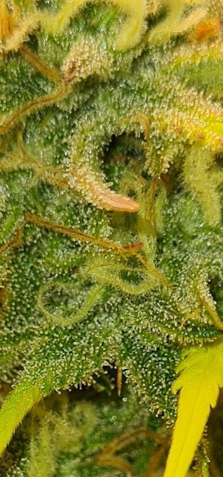 Zing Me 😊. Week 10