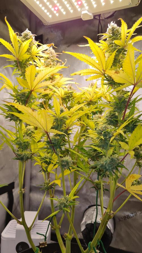 Zing Me 😊. Week 10