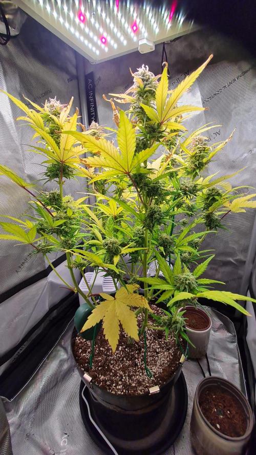 Zing Me 😊. Week 10