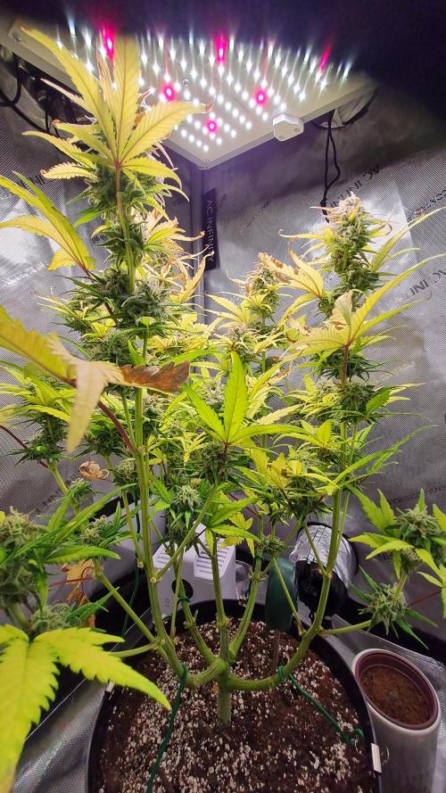 Zing Me 😊. Week 10