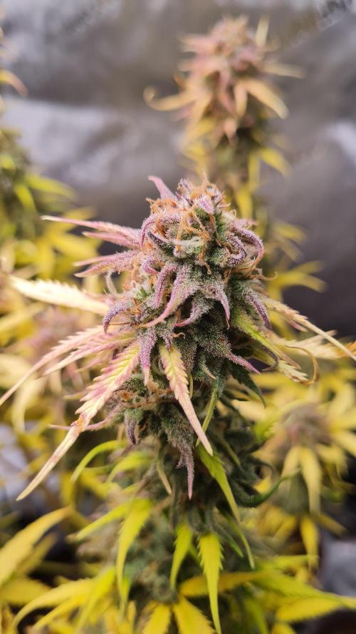 Zing Me 😊. Week 11