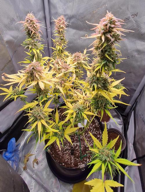 Zing Me 😊. Week 11