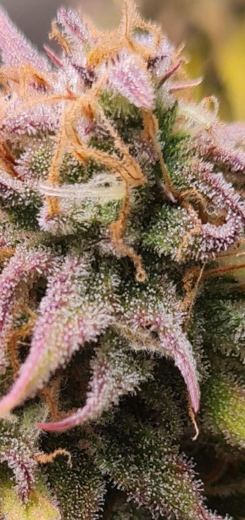 Zing Me 😊. Week 11