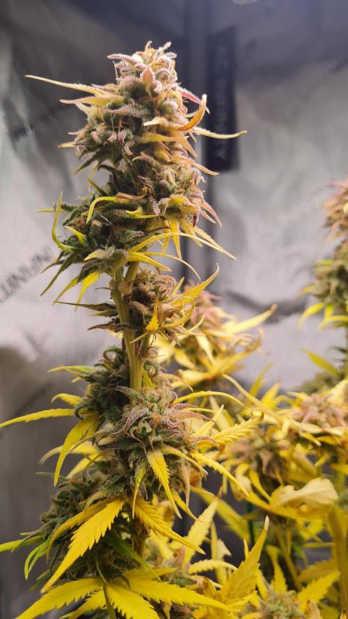 Zing Me 😊. Week 11