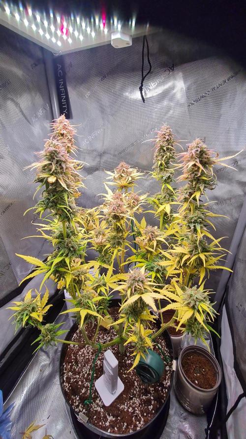 Zing Me 😊. Week 11