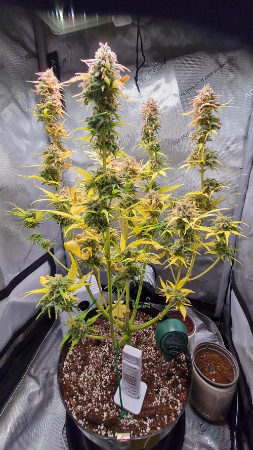 Zing Me 😊. Week 11