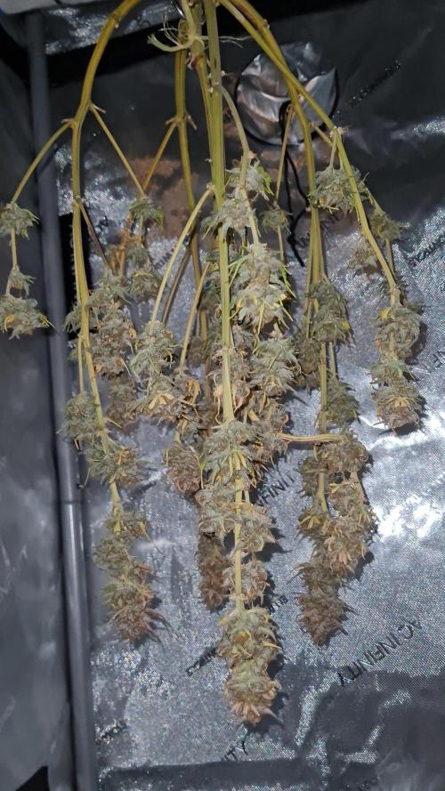 Zing Me 😊. Week 12