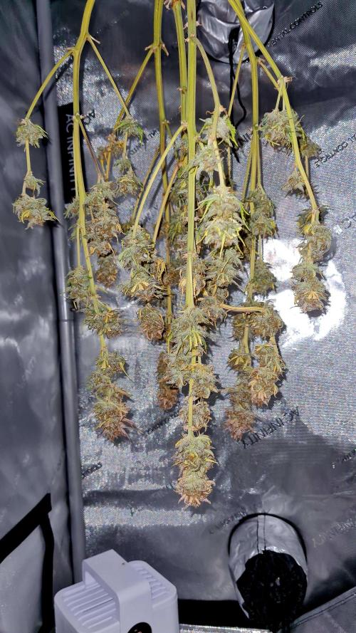 Zing Me 😊. Week 12