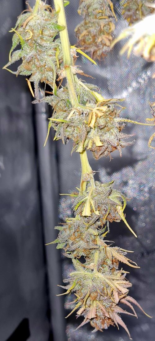 Zing Me 😊. Week 12