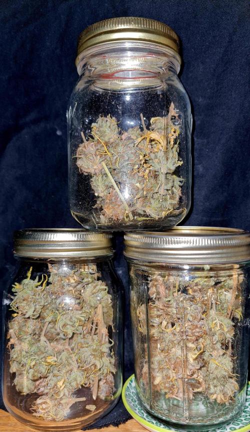 Zing Me 😊. Week 12