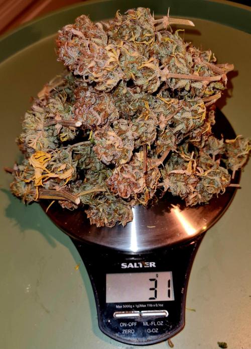 Zing Me 😊. Week 12