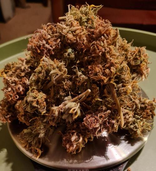 Zing Me 😊. Week 12