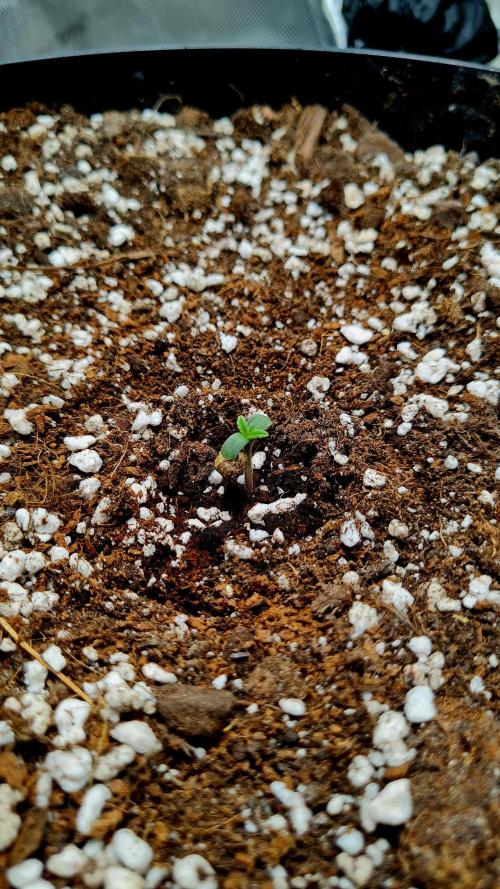 Purple Medicine. Week 1