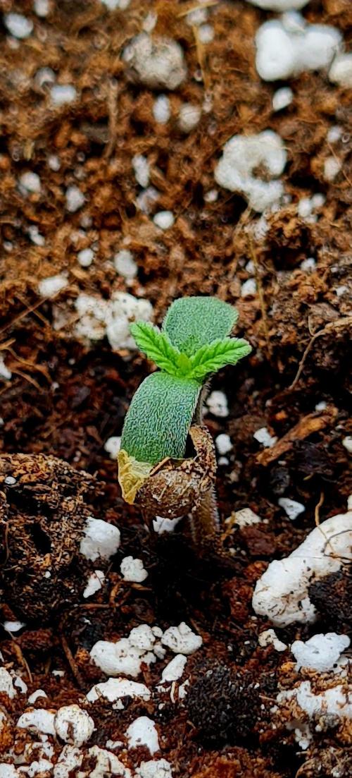 Purple Medicine. Week 1