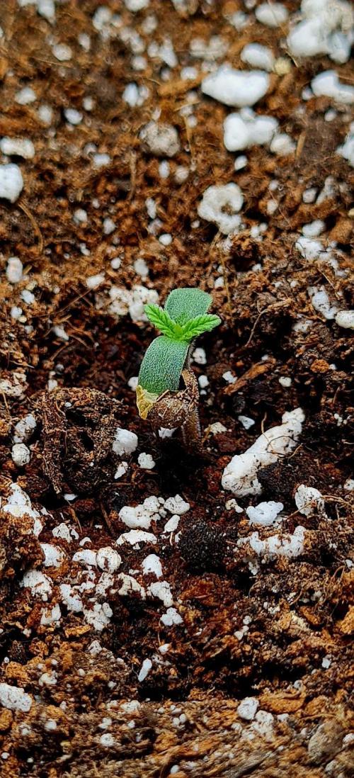 Purple Medicine. Week 1