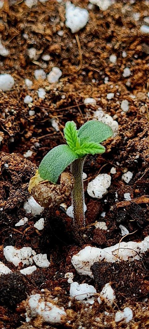 Purple Medicine. Week 1