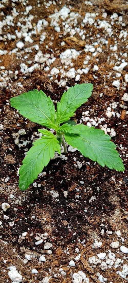 Purple Medicine. Week 2