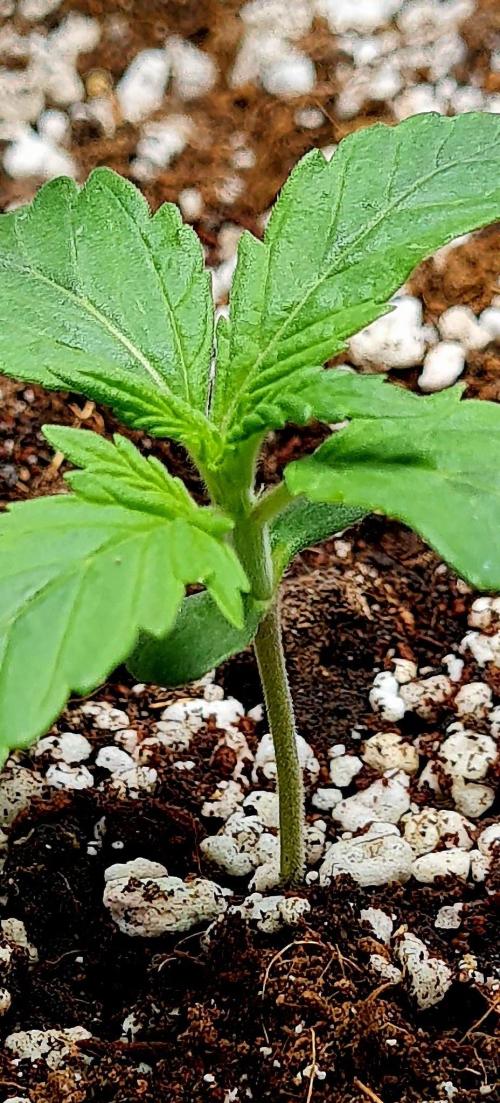 Purple Medicine. Week 2