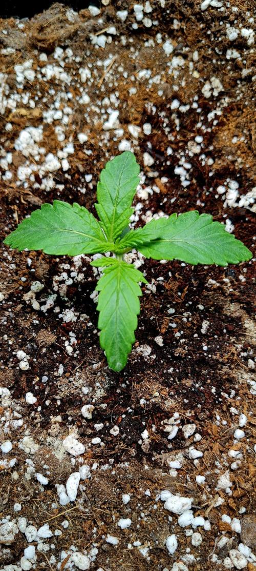 Purple Medicine. Week 2