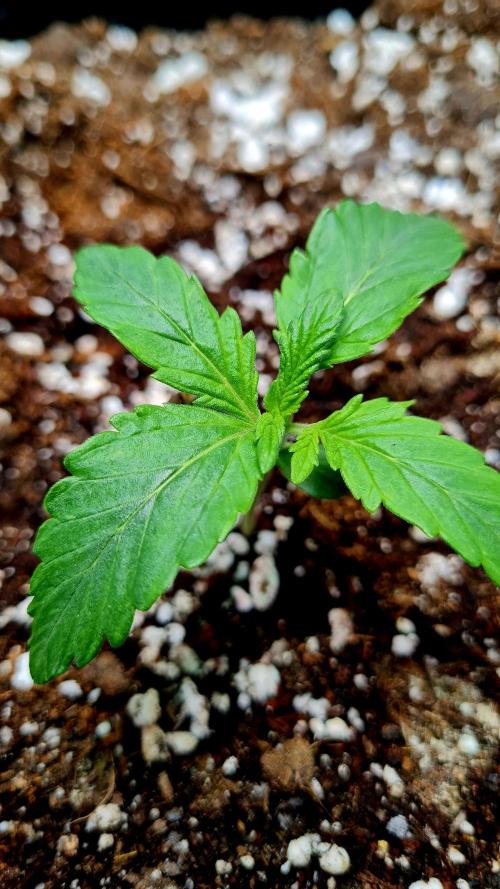 Purple Medicine. Week 2