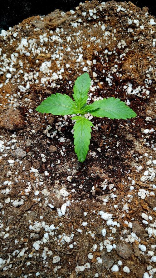 Purple Medicine. Week 2